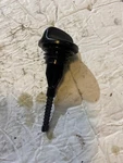 Honda Nighthawk Dipstick Oil Fill Cap 1984-85-86. Fixed Price $11.99.